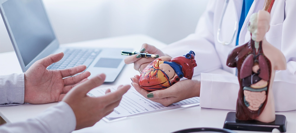 realistic looking heart model in hands of doctor is symbol of campaign to care for the health of heart disease patients and encourage people at risk of heart disease to come in for regular check-ups.
